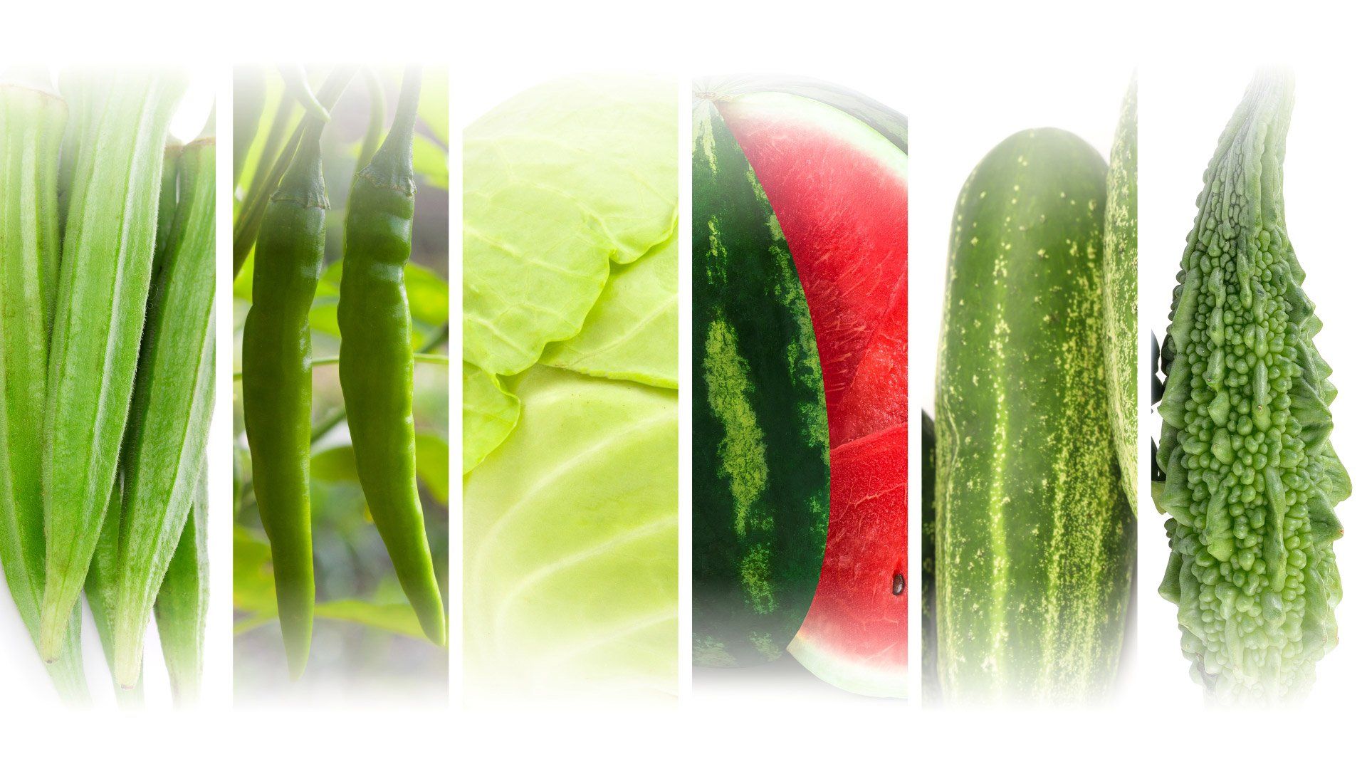 all-veg-pic