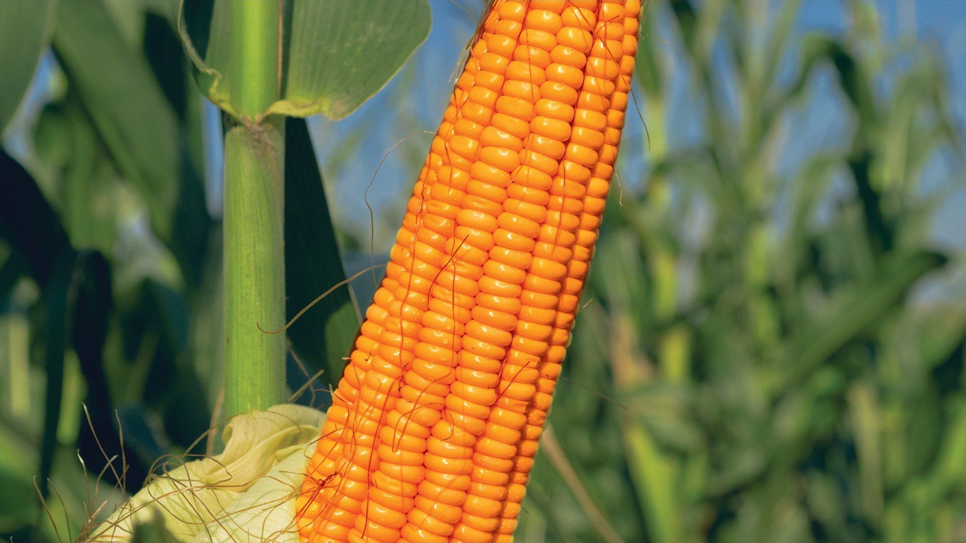 corn-pic