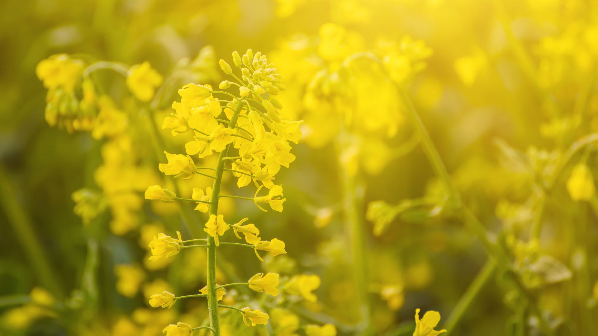 mustard-pic