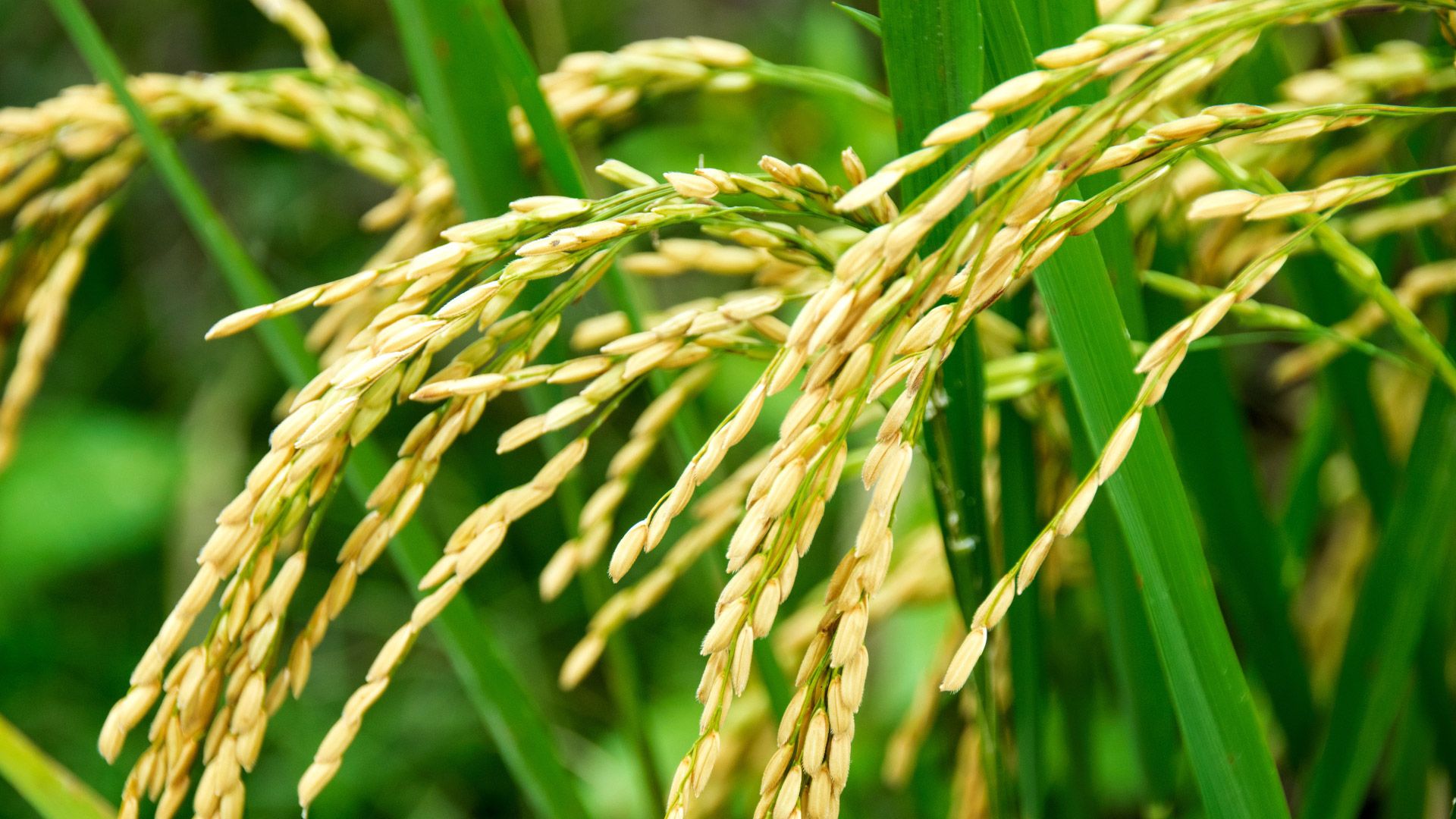 rice-pic