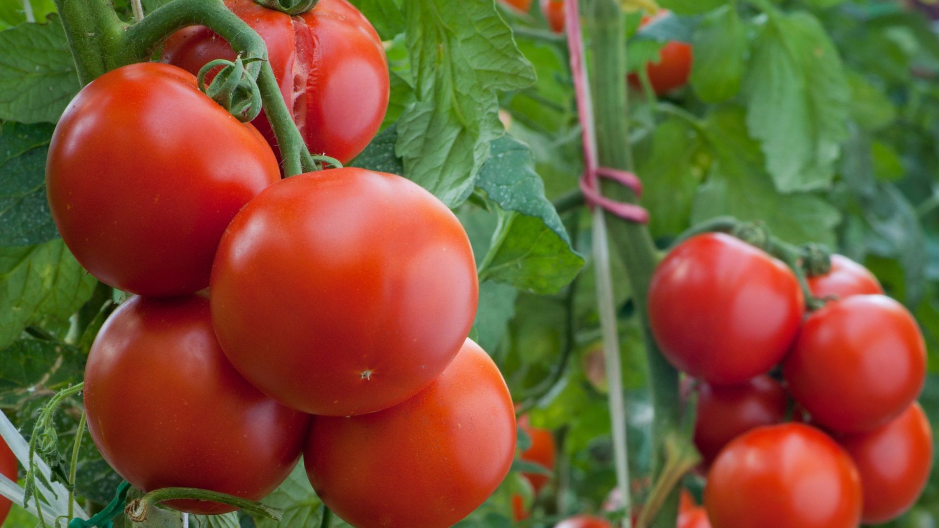 tomato-pic
